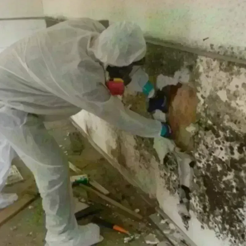 Mold Remediation and Removal in Kenwood, IL